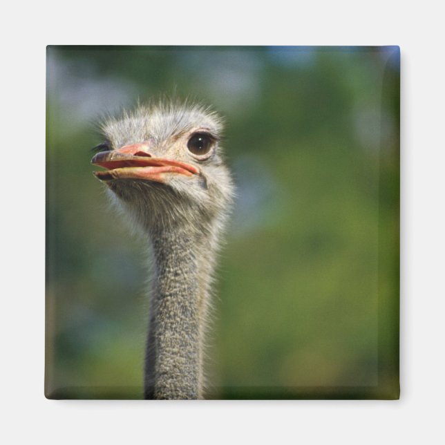 Aimant Ostrich (Devant)