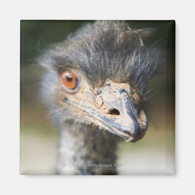 Aimant Ostrich (Devant)