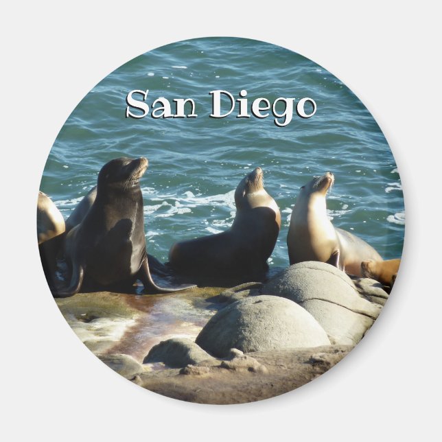 Aimant Otaries de San Diego (Devant)