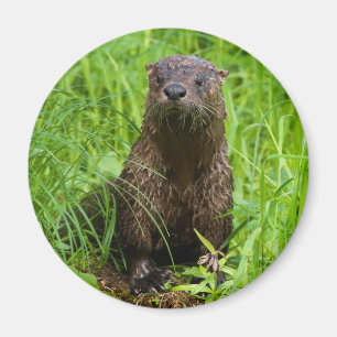 Aimant Otter