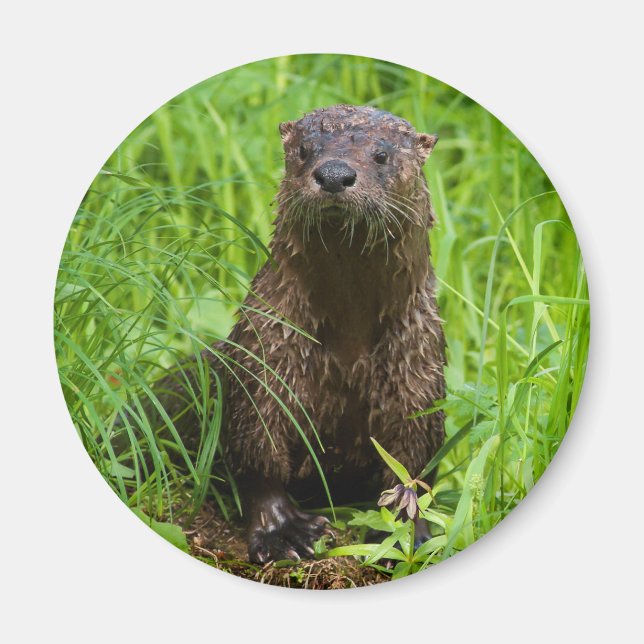 Aimant Otter (Devant)