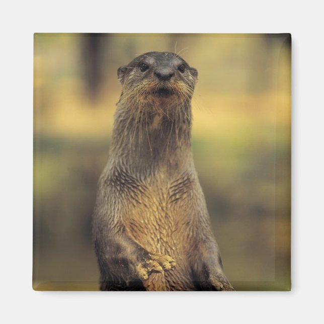 Aimant Otter d'alerte (Devant)