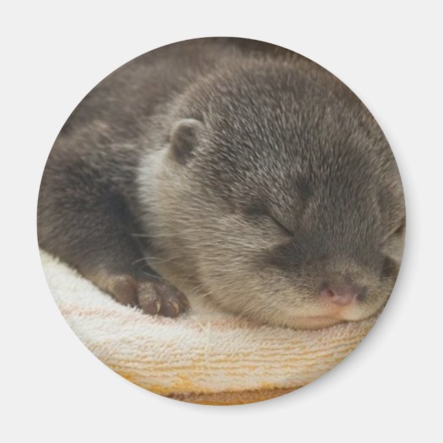 Aimant Otter endormi (Devant)