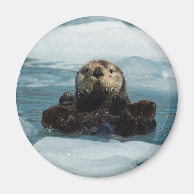 Aimant Otter flottante (Devant)