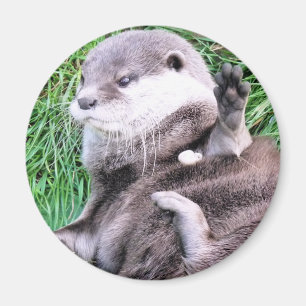 AIMANT OTTERS