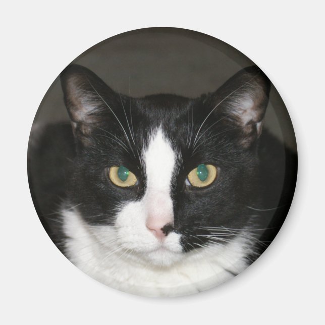 Aimant Ours (Devant)