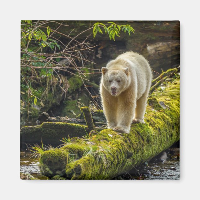 Aimant Ours blanc | Colombie-Britannique, Canada (Devant)