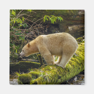Aimant Ours blanc esprit