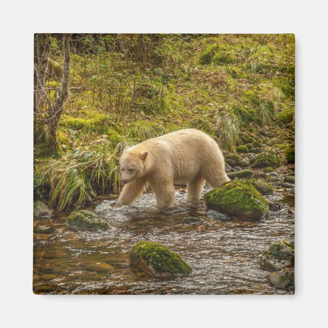 Aimant Ours blanc fantôme chasse le poisson dans le ruiss (Devant)