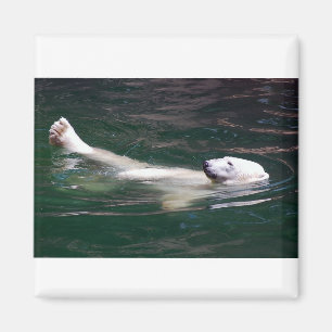 Aimant Ours blanc se reposant juste