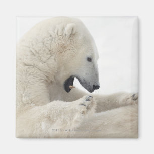 Aimant Ours blanc s'engageant dans un combat avec un