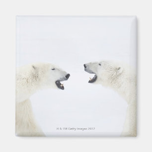 Aimant Ours blancs se tenant sur la neige après le jeu