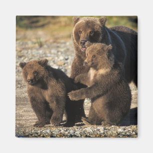 Aimant ours Brown, grizzli, semer avec des oursons sur la