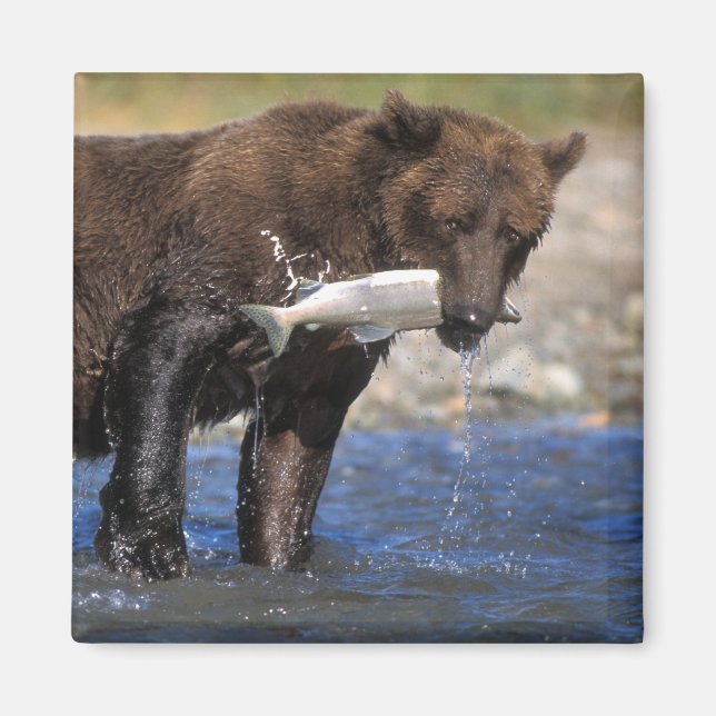 Aimant Ours brun, grizzly, avec prise de saumon, (Devant)