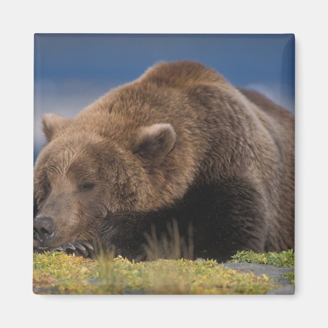 Aimant Ours brun, grizzly, faisant une sieste, Katmai (Devant)