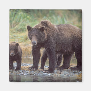 Aimant ours brun, Ursus arctos, grizzli, Ursus 3