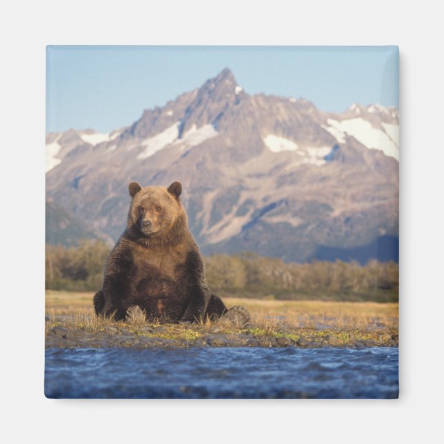 Aimant ours brun, Ursus arctos, grizzly, Ursus (Devant)