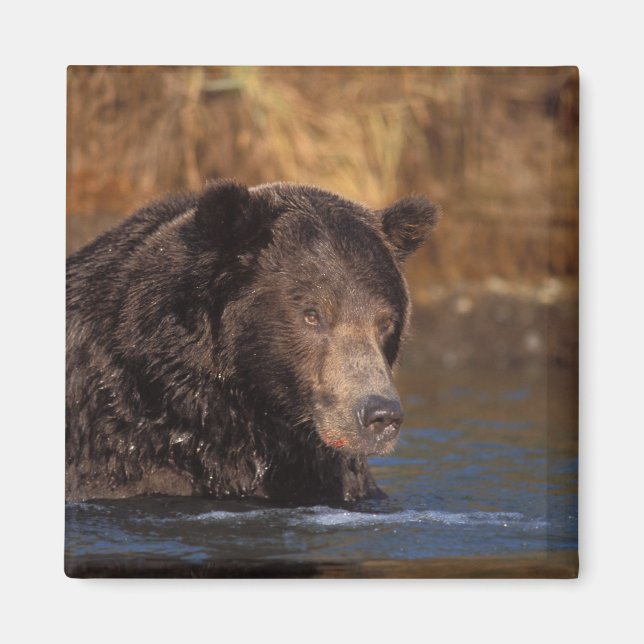 Aimant ours brun, Ursus arctos, grizzly, Ursus 5 (Devant)