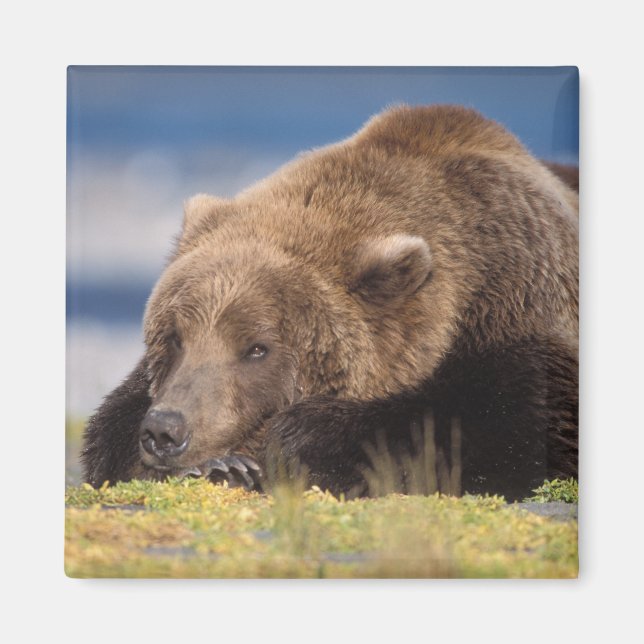 Aimant ours brun, Ursus arctos, grizzly, Ursus 8 (Devant)
