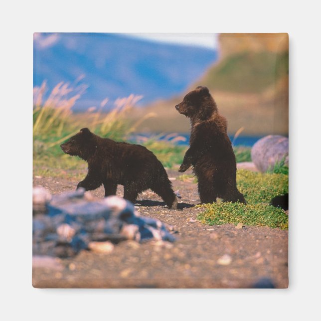 Aimant Ours brun, Ursus arctos, péninsule d'Alaska, (Devant)