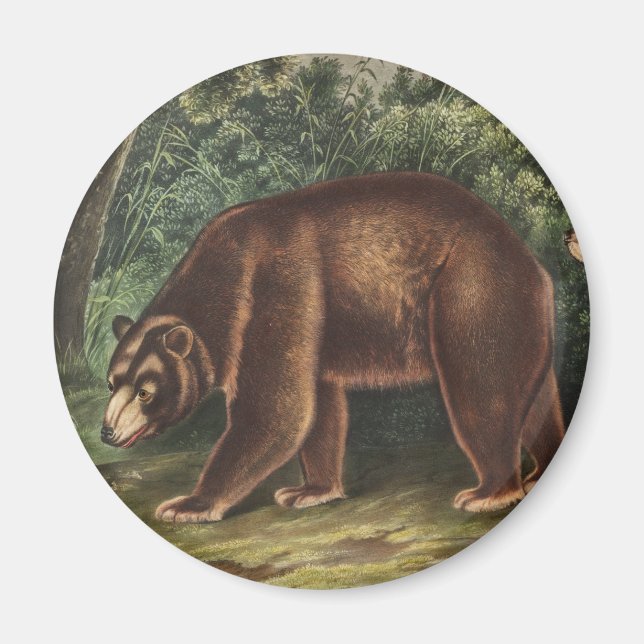 Aimant Ours de cannelle (Ursus Americanus var. Cinnamonum (Devant)