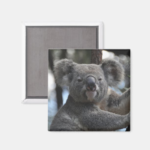 Aimant Ours de Koala dans l'arbre