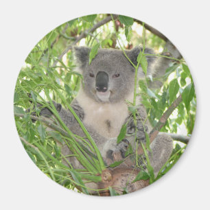 Aimant Ours de koala de Helaine