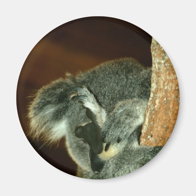 Aimant Ours de Koala, Dormir avec patte sur le visage (Devant)