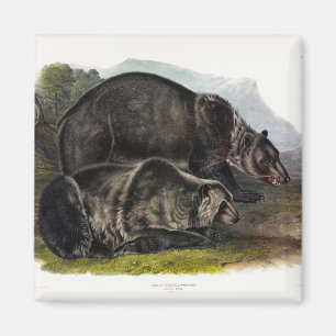 Aimant Ours grizzli (Ours Brown nord-américain) - Audubon