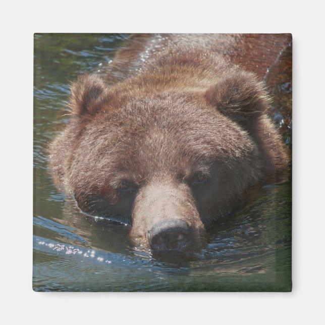 Aimant Ours grizzly (Devant)