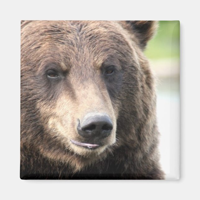 Aimant Ours Grizzly Brun (Devant)