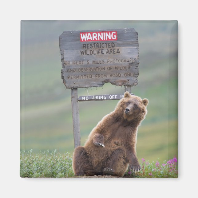 Aimant Ours Grizzly Joue Avec Un Panneau (Devant)