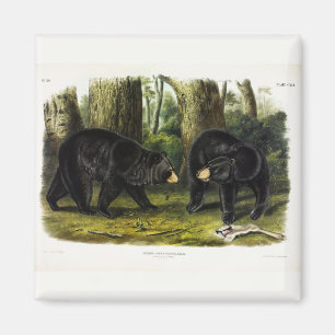 Aimant Ours noir américain (Ursus Americanus) par Audubon