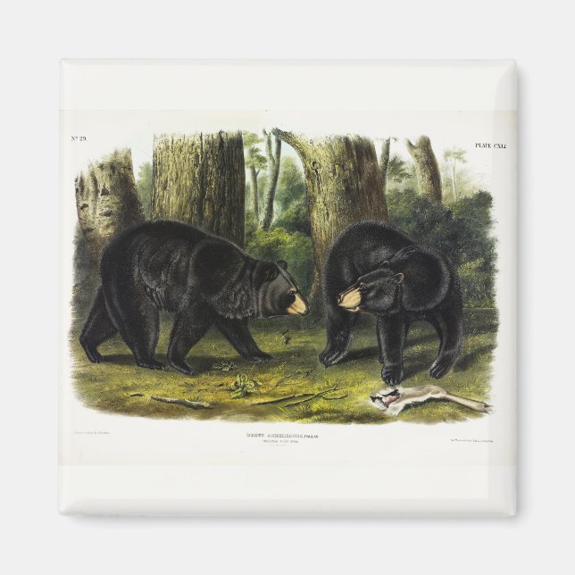 Aimant Ours noir américain (Ursus Americanus) par Audubon (Devant)