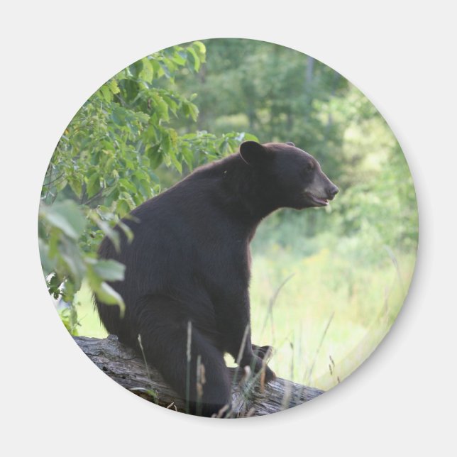Aimant ours noir assis dans l'arbre (Devant)