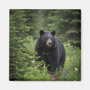 Aimant Ours noir dans le parc national Banff Canada