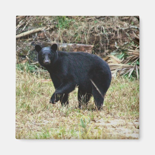 Aimant Ours noir de Floride (Devant)