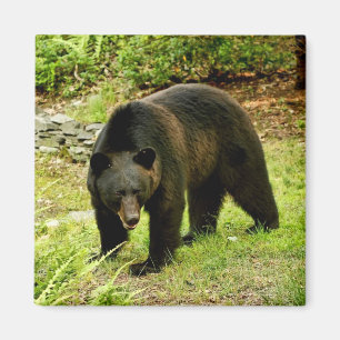 Aimant Ours noir de la Pennsylvanie