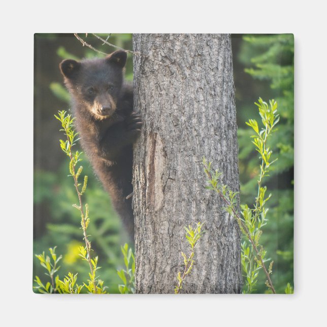 Aimant Ours noir jeune au printemps (Devant)