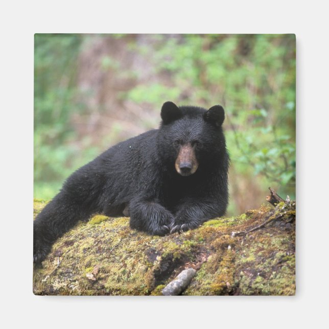 Aimant Ours noir sur une vieille bille de bois dans la (Devant)