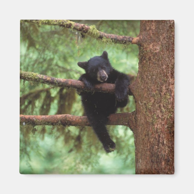Aimant ours noir, Ursus americanus, ourson dans un arbre (Devant)