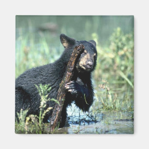 Aimant Ours-petit animal noir dans le marais d'été