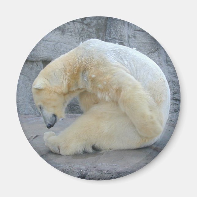 Aimant Ours polaire (Devant)