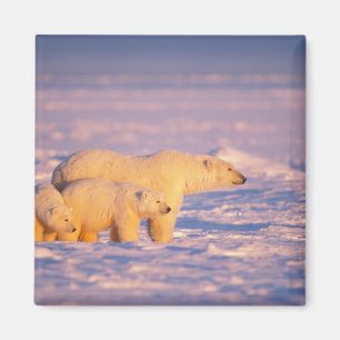 Aimant Ours polaire femelle avec des oursons de printemps