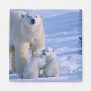 Aimant Ours polaire féminin debout avec 2 Cubs