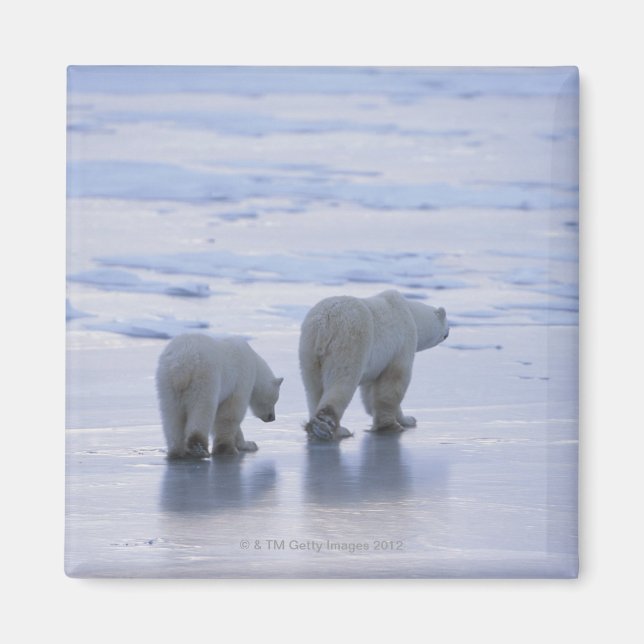Aimant Ours polaire mère et petit (Devant)