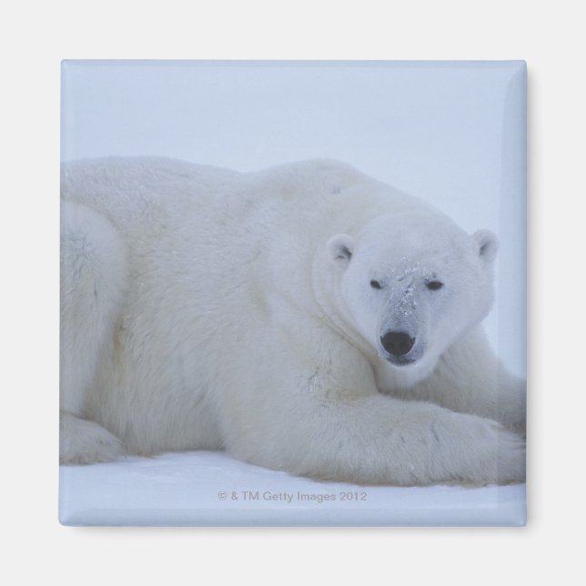 Aimant Ours polaire reposant dans la neige (Devant)