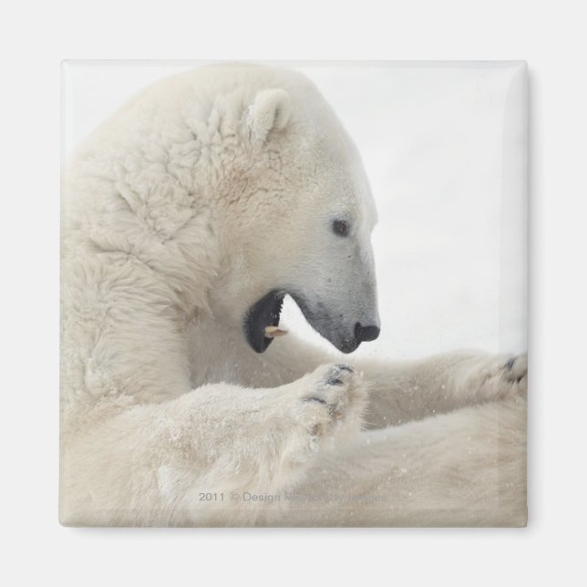Aimant Ours polaire se livrant à un combat avec un autre  (Devant)