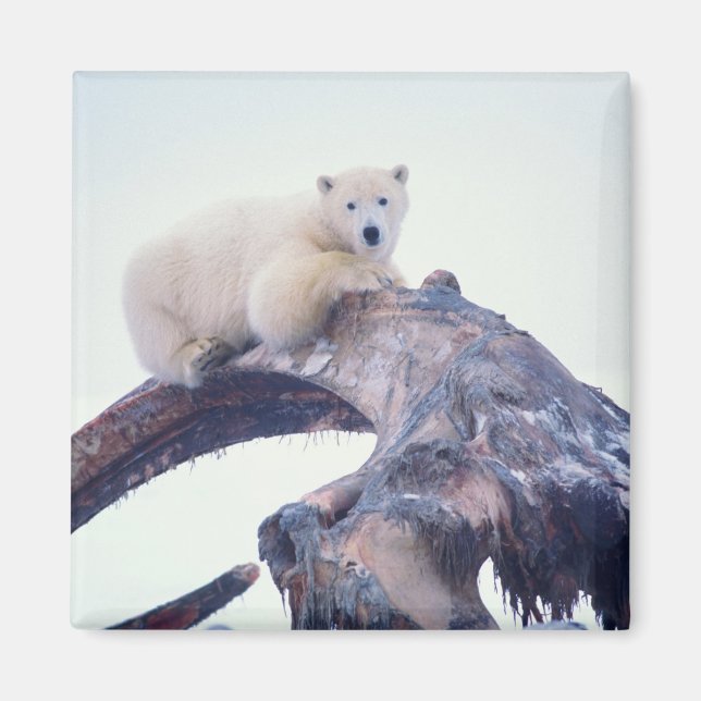 Aimant Ours polaire sur le dessus d'un os de mâchoire de  (Devant)