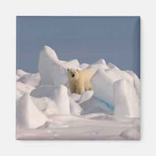 Aimant ours polaire, Ursus maritimus, dans la glace rugue